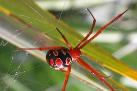  9 loài nhện nguy hiểm nhất hành tinh, vết cắn gây chết người