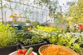  Bí quyết cải tạo sân thượng 20m2 để trồng rau chỉ với 5 triệu