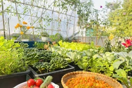  Bí quyết cải tạo sân thượng 20m2 để trồng rau chỉ với 5 triệu