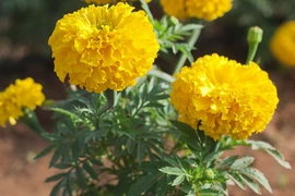 Bác sĩ nói gì về “Ăn bông vạn thọ cùng mì tôm” theo trend?