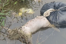 Xác lợn chết bốc mùi hôi thối bị vứt lén ra kênh ở Hà Tĩnh