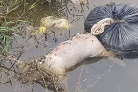 Xác lợn chết bốc mùi hôi thối bị vứt lén ra kênh ở Hà Tĩnh