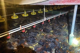 Lão nông Hà Tĩnh mất hơn 8.000 con gà vì sự cố điện