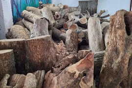 Hà Nội tìm được chủ cho 39m3 gỗ sưa, giá hơn 154 tỷ đồng