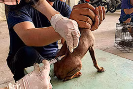 Người đàn ông ở Bình Thuận tử vong do bệnh dại