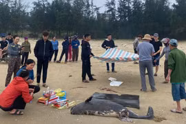 Xác cá voi nặng gần 100kg trôi dạt vào bờ biển Hà Tĩnh