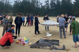 Xác cá voi nặng gần 100kg trôi dạt vào bờ biển Hà Tĩnh