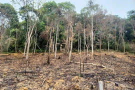 Người đàn ông ở Hà Tĩnh bị phạt gần 38 triệu vì phá rừng