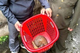 Người dân Quảng Trị giao nộp cá thể tê tê quý hiếm nặng 2,5 kg