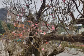 Gốc đào cổ thụ cao 5m có với giá 130 triệu đồng