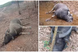 Quảng Trị phát hiện thêm 9 con trâu chết trong rừng