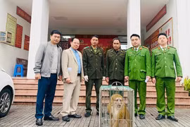 Hà Tĩnh: Người dân giao nộp cá thể khỉ vàng quý hiếm