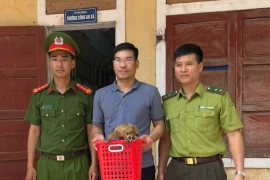 Người dân Quảng Bình giao nộp cá thể cu li quý hiếm