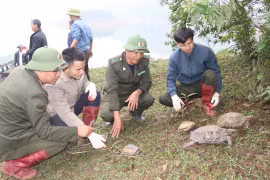 Thả 90 cá thể động vật quý hiếm về môi trường tự nhiên