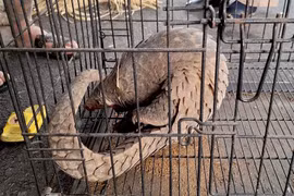 Người dân tự nguyện giao nộp cá thể tê tê quý hiếm