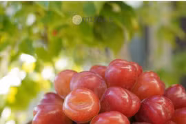 Nho trái tim có gì đặc biệt mà giá hơn 2 triệu đồng/chùm?