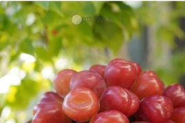 Nho trái tim có gì đặc biệt mà giá hơn 2 triệu đồng/chùm?