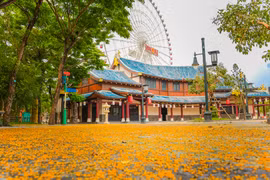 Ngẩn ngơ với khung trời vàng rực hoa sưa tại Đà Nẵng