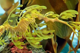 Hải long lá - 'rồng biển' đẹp mê hoặc như tranh