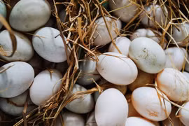 Vì sao giá trứng vịt giảm mạnh thời điểm này?