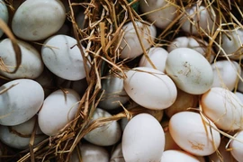 Vì sao giá trứng vịt giảm mạnh thời điểm này?