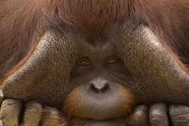 Top 8 động vật đang "đối mặt" nguy cơ tuyệt chủng