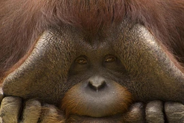 Top 8 động vật đang "đối mặt" nguy cơ tuyệt chủng