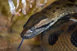 Khám phá vùng đất ngập nước, vương quốc của "quái vật" khổng lồ