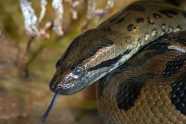 Khám phá vùng đất ngập nước, vương quốc của "quái vật" khổng lồ