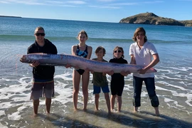 Chèo thuyền kayak, vô tình đụng trúng xác cá mái chèo hiếm gặp