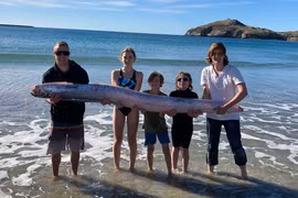 Chèo thuyền kayak, vô tình đụng trúng xác cá mái chèo hiếm gặp