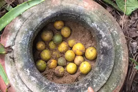 "Tuyệt chiêu" bảo quản chanh tươi suốt vài tháng không cần tủ lạnh