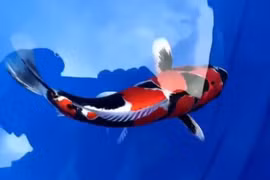 Cận cảnh "siêu phẩm" cá Koi 49 tỷ đồng, đại gia quyết xuống tiền mua