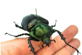 Loài côn trùng hiếm, giá đến 3,4 tỷ đồng/con có gì đặc biệt?