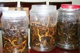 1 người tử vong sau khi uống rượu ngâm rễ cây rừng