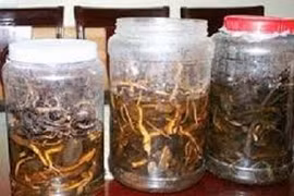 1 người tử vong sau khi uống rượu ngâm rễ cây rừng