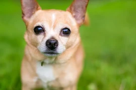 Những giống chó "bé hạt tiêu" nhất thế giới