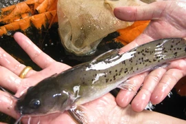 Thú vị loài cá dữ, chứa độc tố nhưng vẫn được săn lùng ráo riết