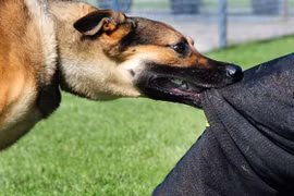 Đi chúc Tết, bé trai 10 tuổi bị chó cắn phải đi cấp cứu