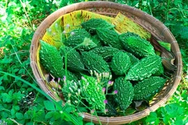 Ít người biết lợi ích sức khoẻ tuyệt vời của mướp đắng rừng