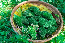 Ít người biết lợi ích sức khoẻ tuyệt vời của mướp đắng rừng