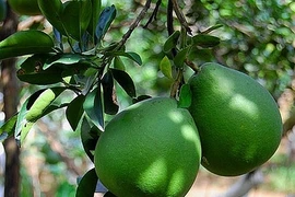 Loại lá tưởng bỏ đi nhưng là “thần dược” cực tốt cho sức khỏe