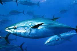 Cậu bé 14 tuổi bất ngờ câu được "quái ngư" khổng lồ nặng 379 kg