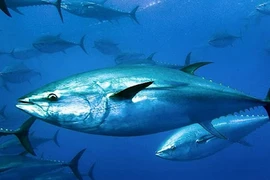 Cậu bé 14 tuổi bất ngờ câu được "quái ngư" khổng lồ nặng 379 kg