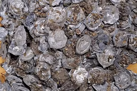 Bất ngờ phát hiện "kho báu" thời Trung Cổ lúc thi công đường ống