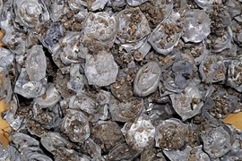 Bất ngờ phát hiện "kho báu" thời Trung Cổ lúc thi công đường ống