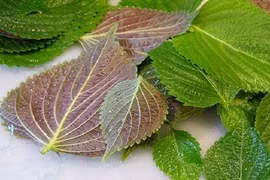 Loại lá phơi khô là "thuốc" dưỡng gan, bổ phổi, tốt cho tim mạch