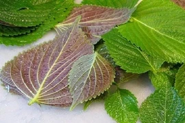 Loại lá phơi khô là "thuốc" dưỡng gan, bổ phổi, tốt cho tim mạch