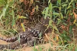 Câu cá trên sông, "nổi da gà" chứng kiến 2 "quái thú " đang giao tranh