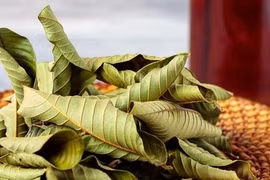 Việt Nam có loại lá phơi khô thành "báu vật" cho sức khoẻ